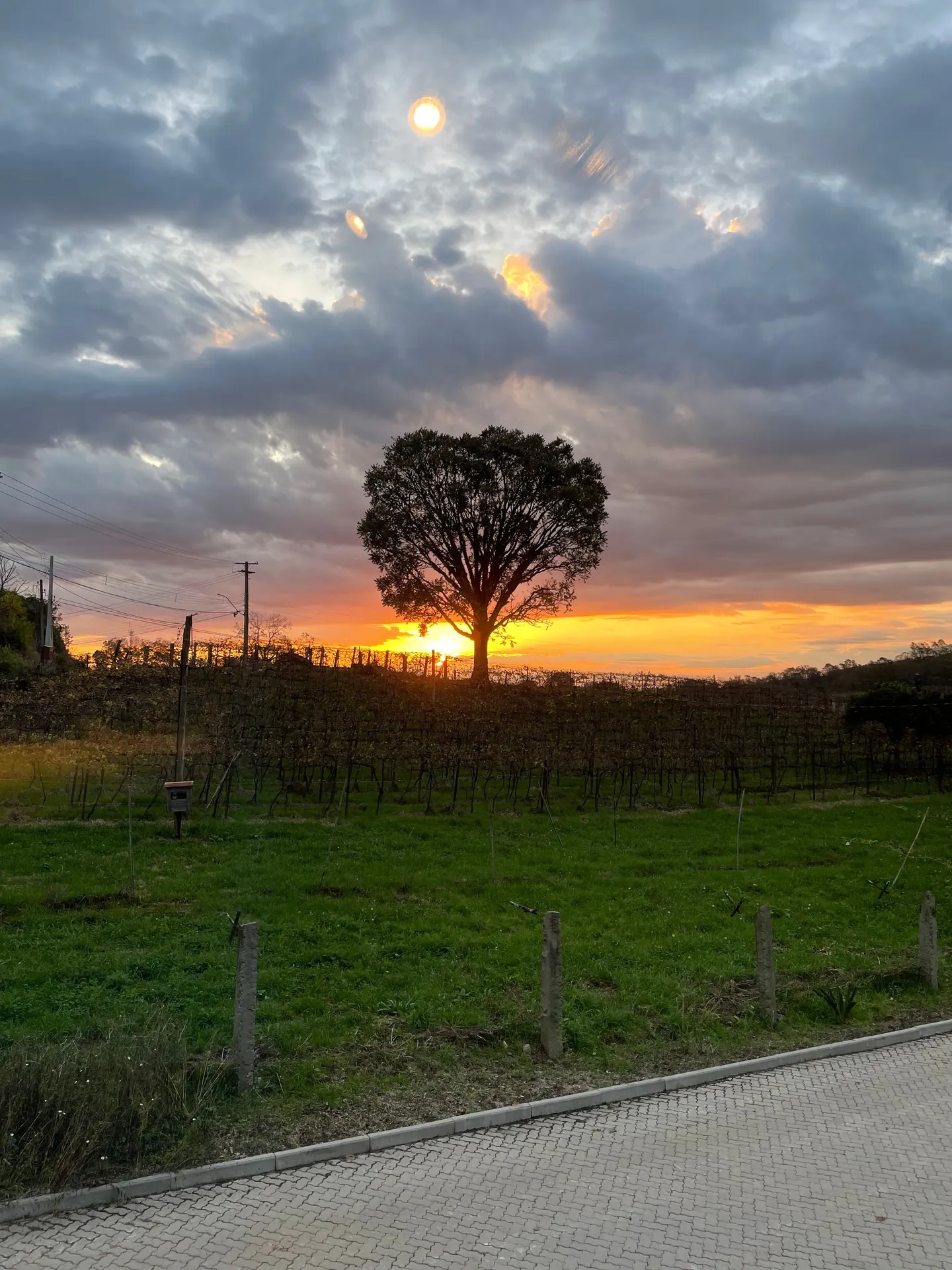 Pôr do sol sobre o campo, com a árvore recortada no céu